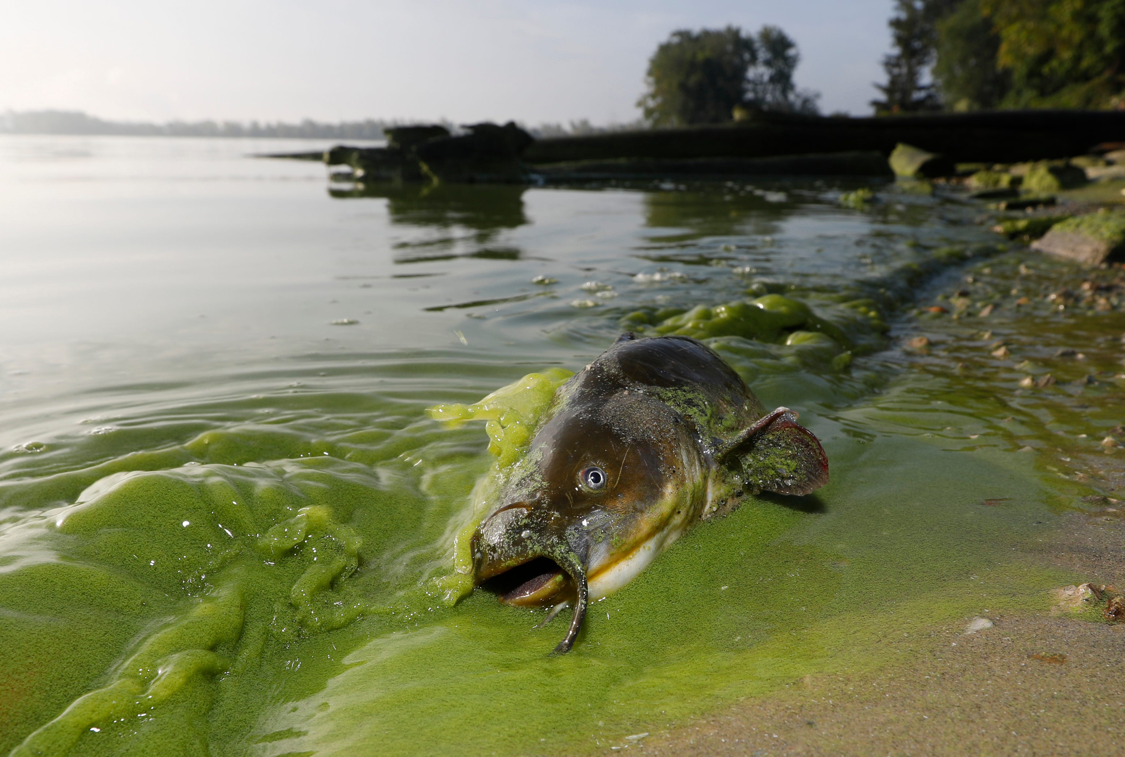 In this Sept. 20, 2017 photo, a catfish appears on the shoreline in the algae-filled waters at the end of 113th Street in the Point Place section of North Toledo, Ohio. In recent years, the blooms have continued affecting fish habitats and those along the Lake Erie coastline.