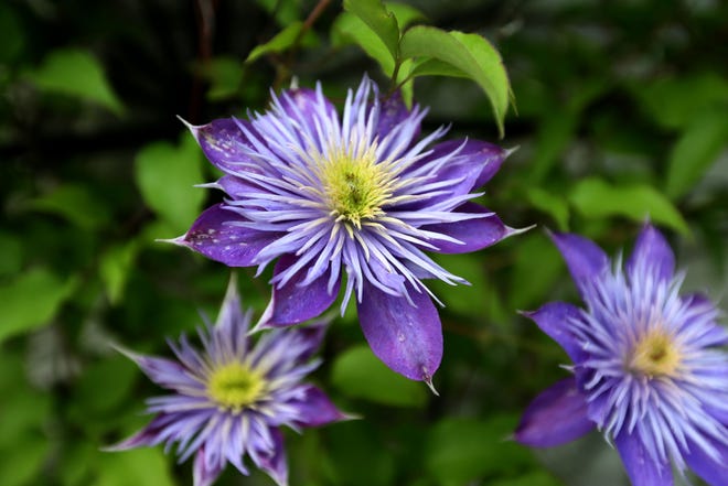 Clematis flowers are a favorite of Paul Malek.  They're shown in bloom June 10.