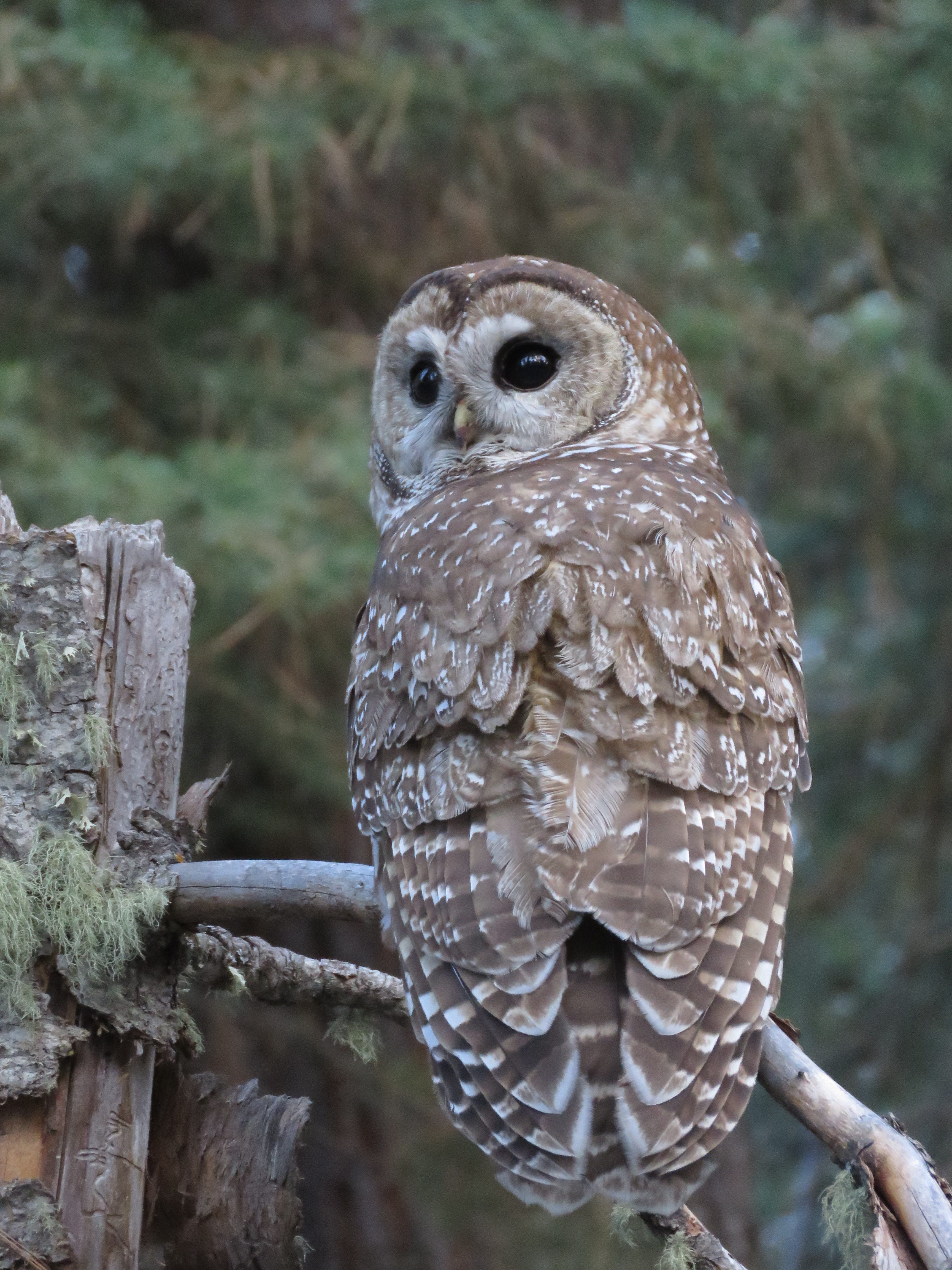 An adult Mexican spotted owl rests on a branch in northern Arizona.
