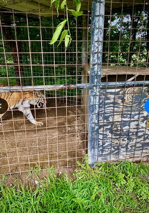 Four big cats were rescued from a drive-thru roadside zoo in northeast Oklahoma June 10, 2022.