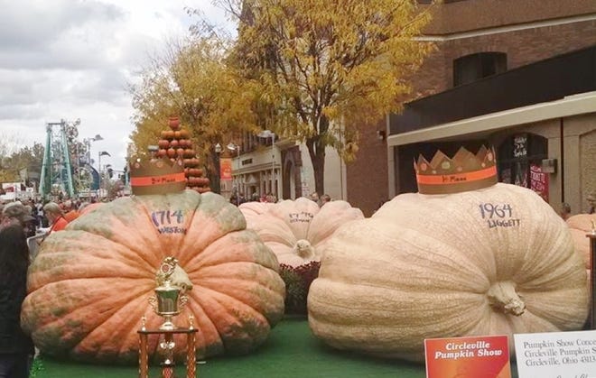 Award-winning giant pumpkins on display at the Circleville Pumpkin Festival.