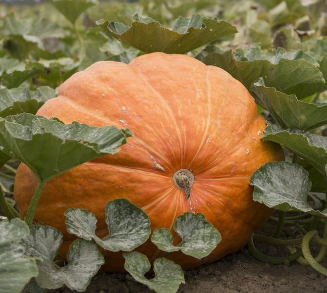 Giant pumpkins can be grown in the home garden.