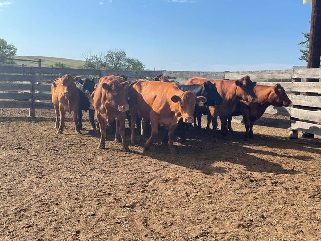 Factors that will influence cow retention and/or marketing decisions will include financial resources, cow age and production records, labor and time constraints, market conditions and feed availability.