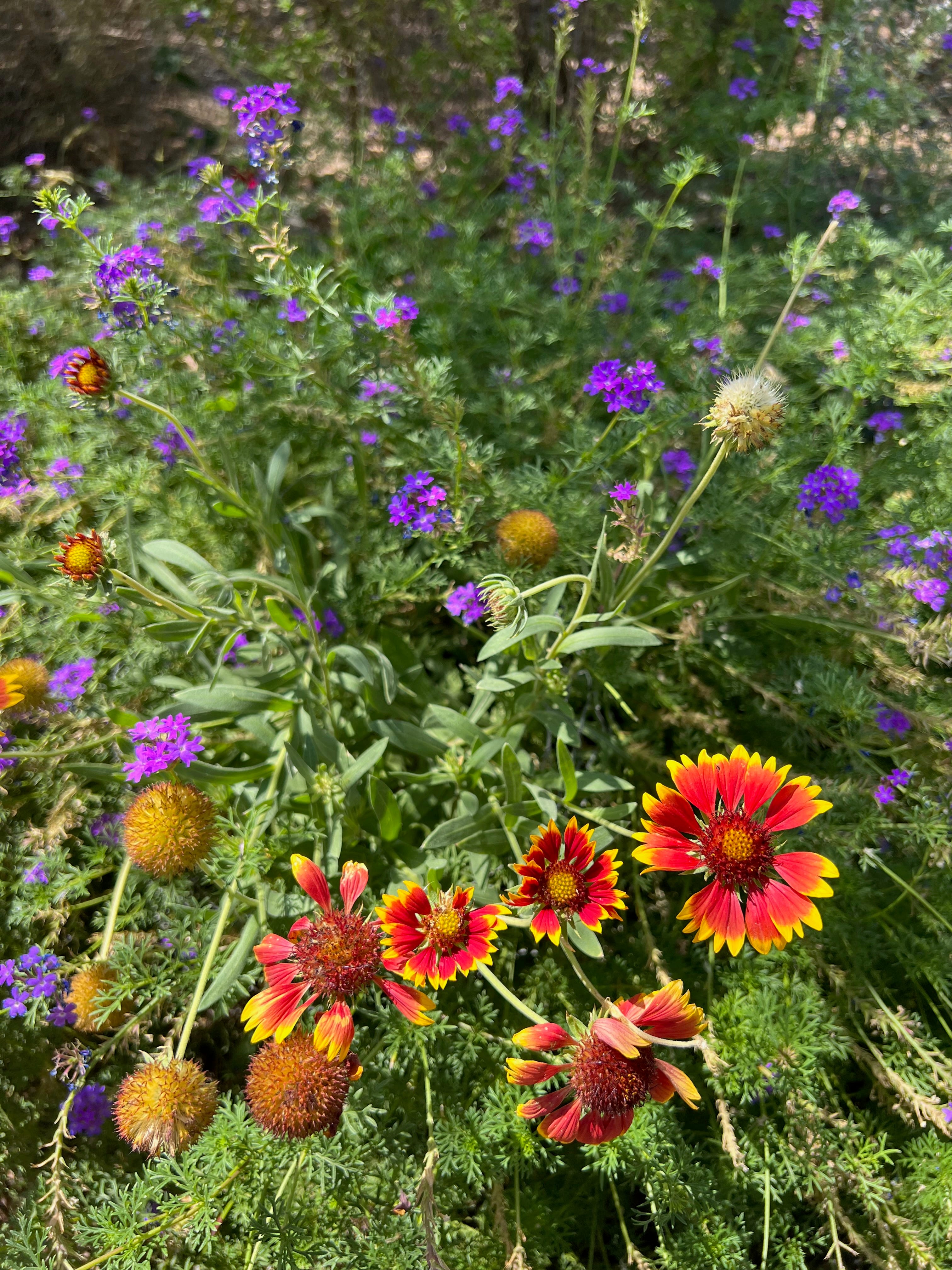 Top 5 Vines that grow in arizona 1 Wondering what plants can survive an Arizona summer? These garden pros have tips for you