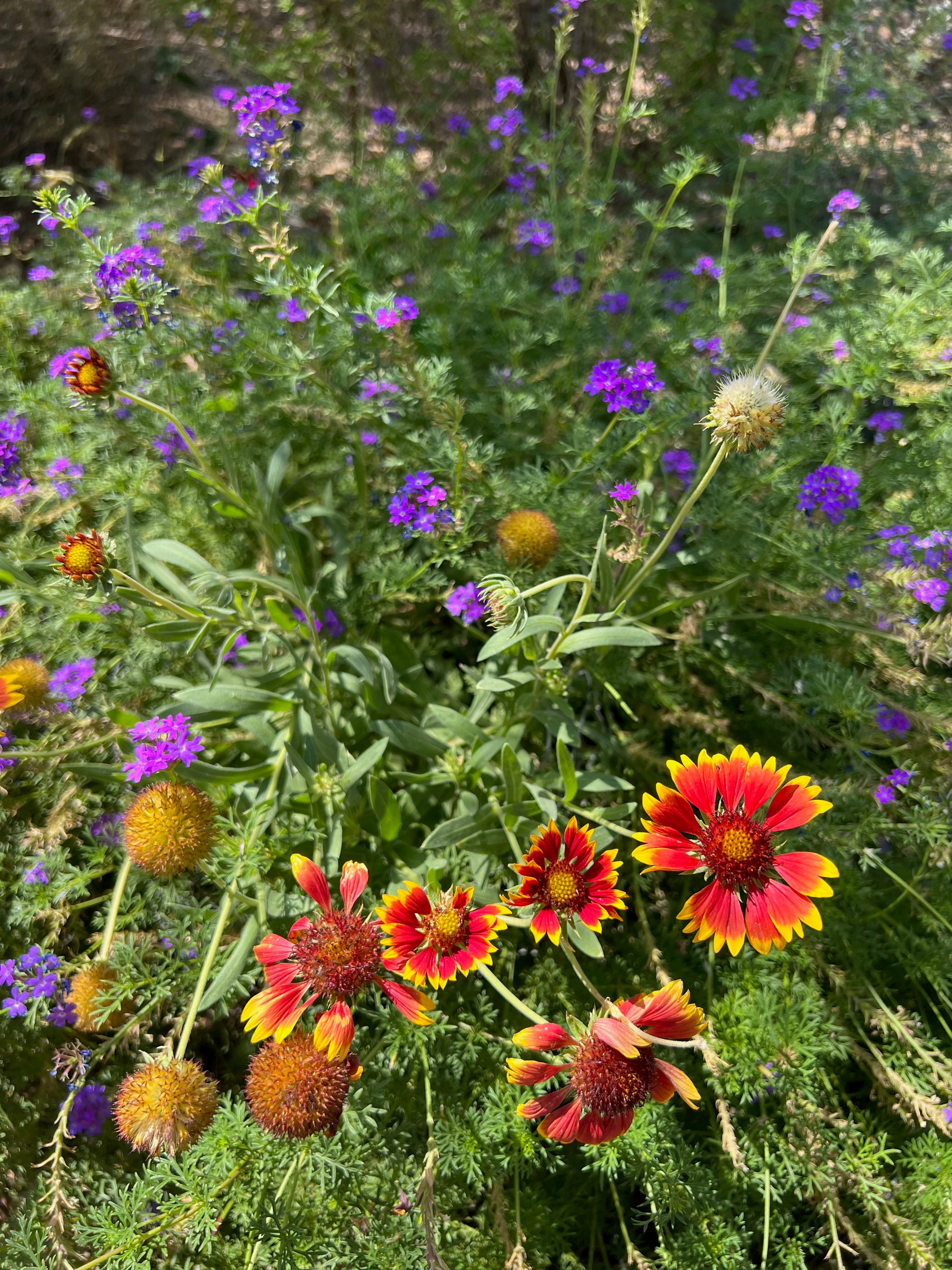 Wondering what plants can survive an Arizona summer? These garden pros have tips for you