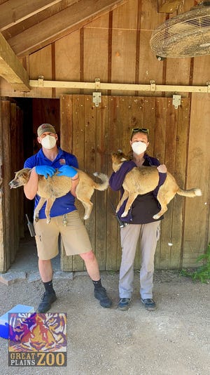 Nuku and Obo, two New Guinea singing dogs at the Great Plains Zoo in Sioux Falls, were among the at-risk species who received a COVID-19 vaccine at the zoo this past week.