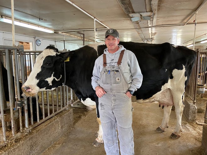 Michael Turley, a fourth-generation dairy farmer in Bond County, says high-quality care keeps cows like “Lovely” happy at Rolling Lawns Farm in Greenville.