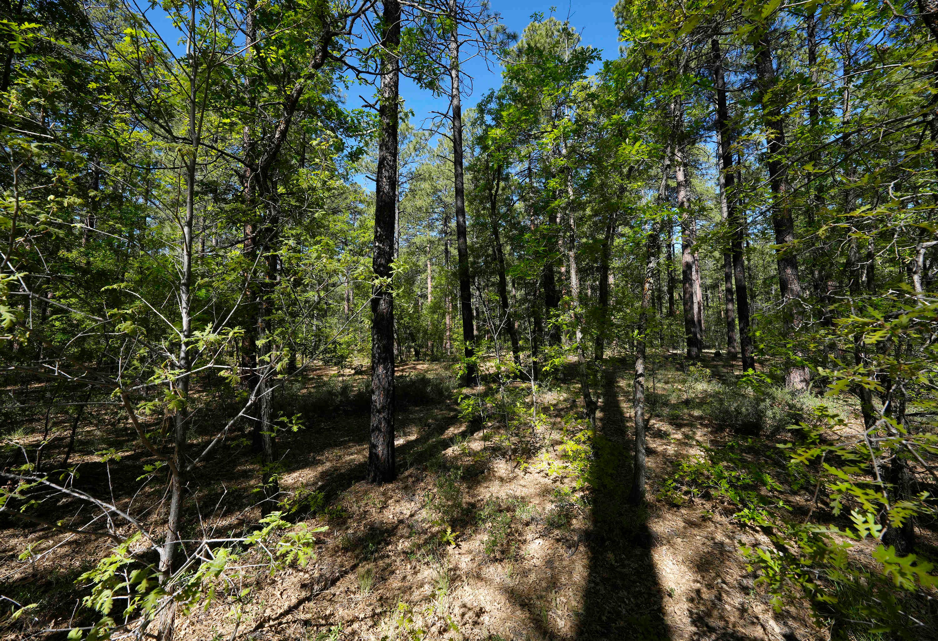 This is a forest area next to U.S. 260 in Pinetop-Lakeside where no thinning work has occurred. Officials are seeking to reduce forest density in more areas to prepare for future fires.