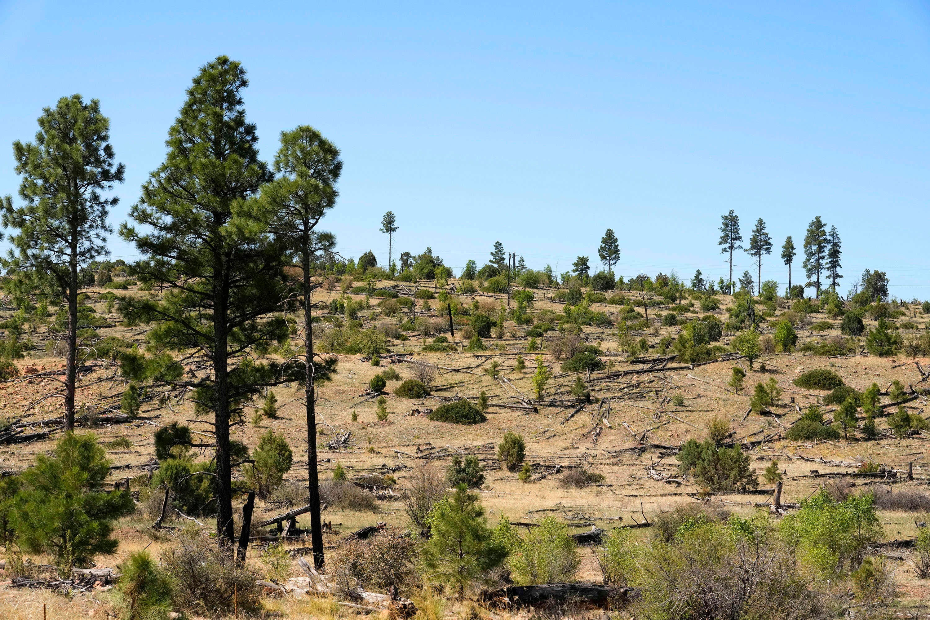 A burn scar 20 years after the Rodeo-Chediski Fire destroyed this Ponderosa pine forest near Pinedale.