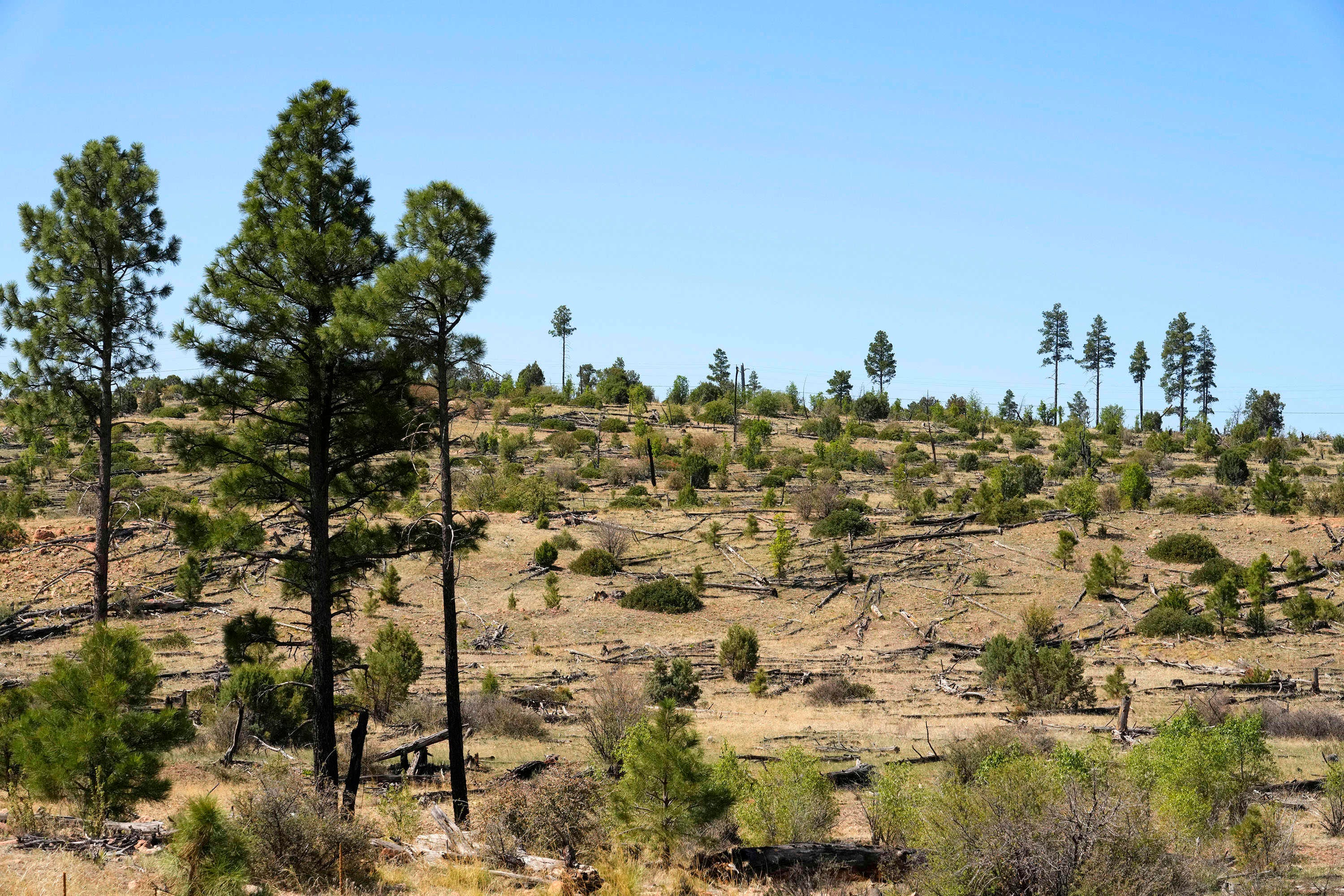 The burn scar of the Rodeo-Chediski Fire is seen near Pinedale. The fire burned 20 years ago and left an indelible mark on the forest and the community.