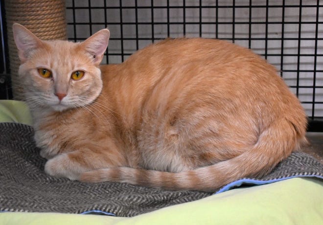 If you are interested in meeting Tomahawk, please call Sun Cities 4 Paws Rescue, 623-876-8778 or 623-773-2246 after 10 a.m.