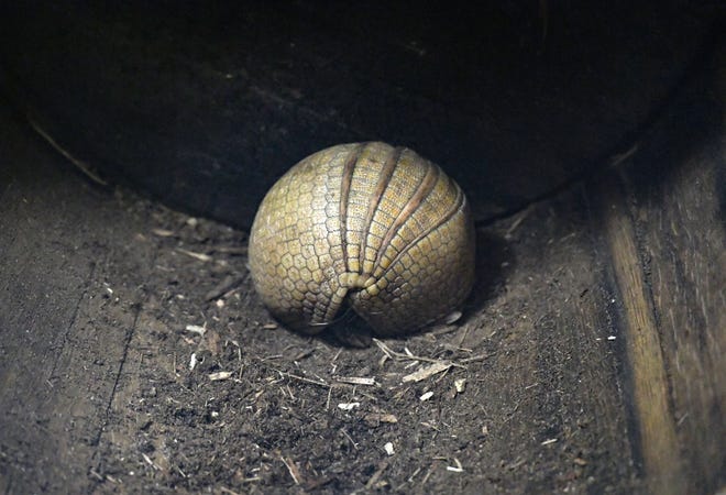 An armadillo curls up to rest in the new "Americas" exhibit at the Great Plains Zoo on Wednesday, June 15, 2022, in Sioux Falls.