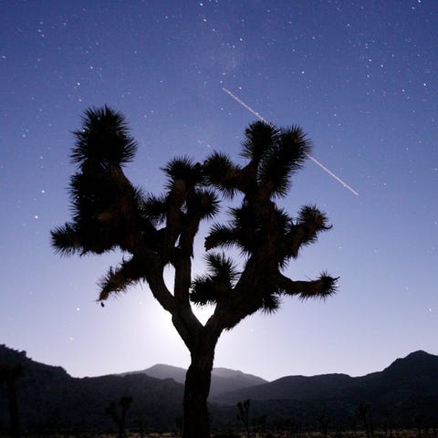 A joshua tree is silhouetted by the moon as a plan