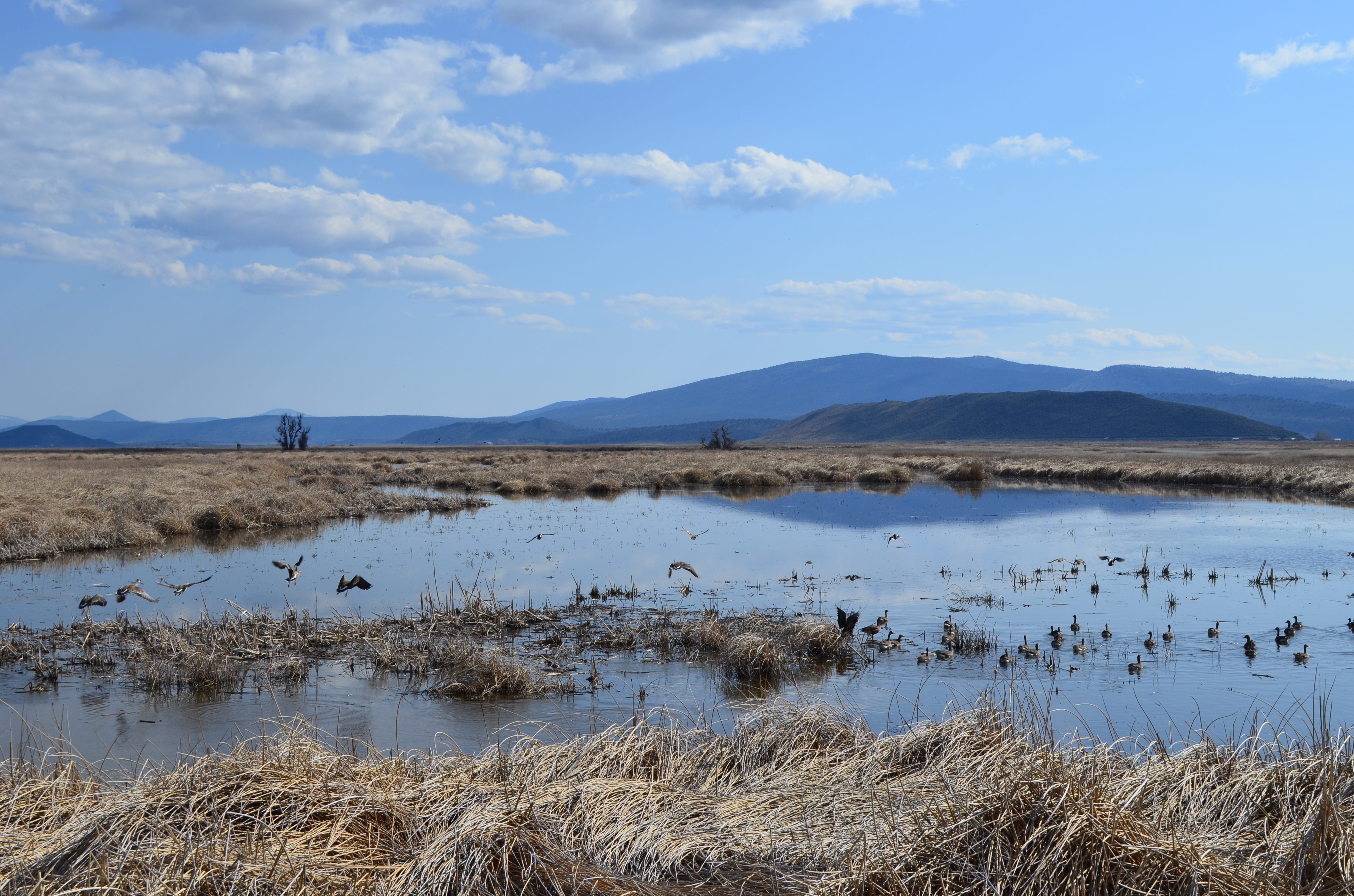 Waterfowl can be seen in the Lower Klamath Lake Refuge on Sunday, April 24, 2022.