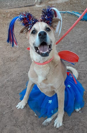 Brownie the patriotic pup enjoys the Fourth of July (far away from fireworks!) With her humans Cass Walker and Becky Carter.