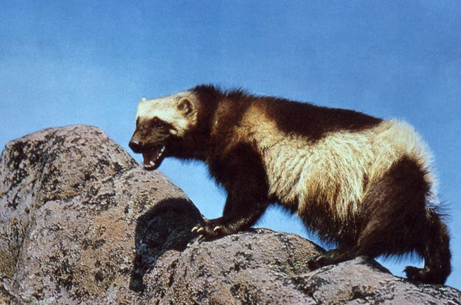 Wolverines are best known for fearlessness in confrontations with bears and other larger predators, but have been rare in Oregon for most of the last century.