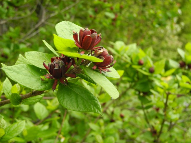 Larger flowers, more fragrance distinguish new varieties of sweetshrub.