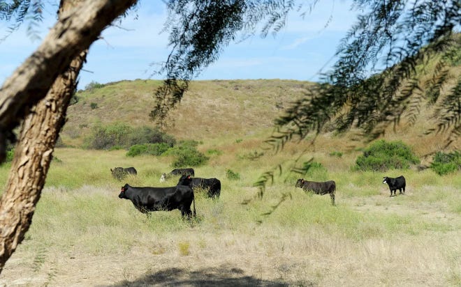 A cow grazes in the hills at the corner of Poindexter Avenue and Gabbert Road in Moorpark. The Moorpark City Council Wednesday night approved a 755-unit residential development to be built on the 277-acre site.