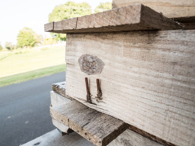 A spotted lanternfly (SLF) egg mass on a pallet in Lancaster, Pennsylvania in a photo taken August 29, 2018.