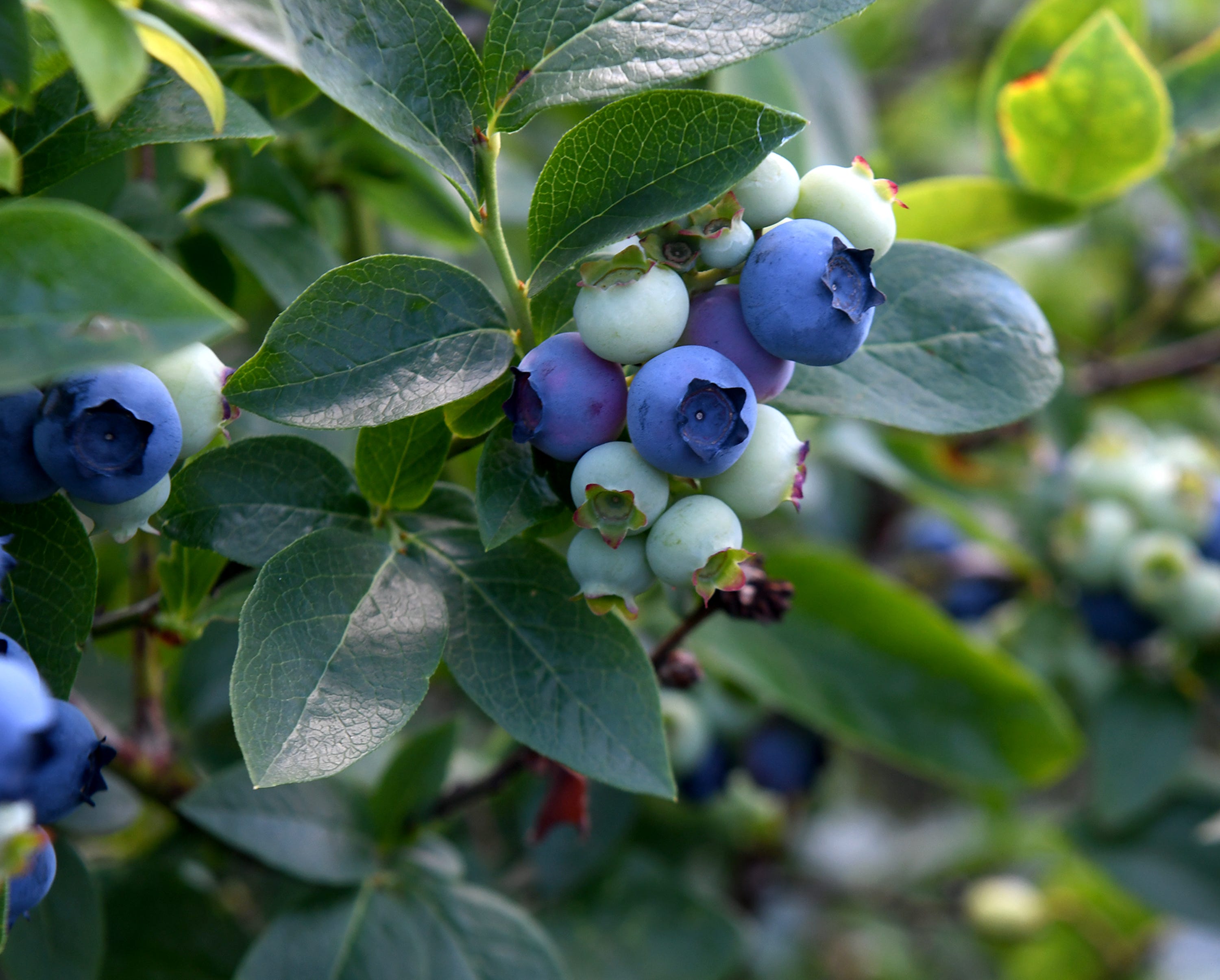 Here S Where You Can Pick Blueberries In The Akron Area