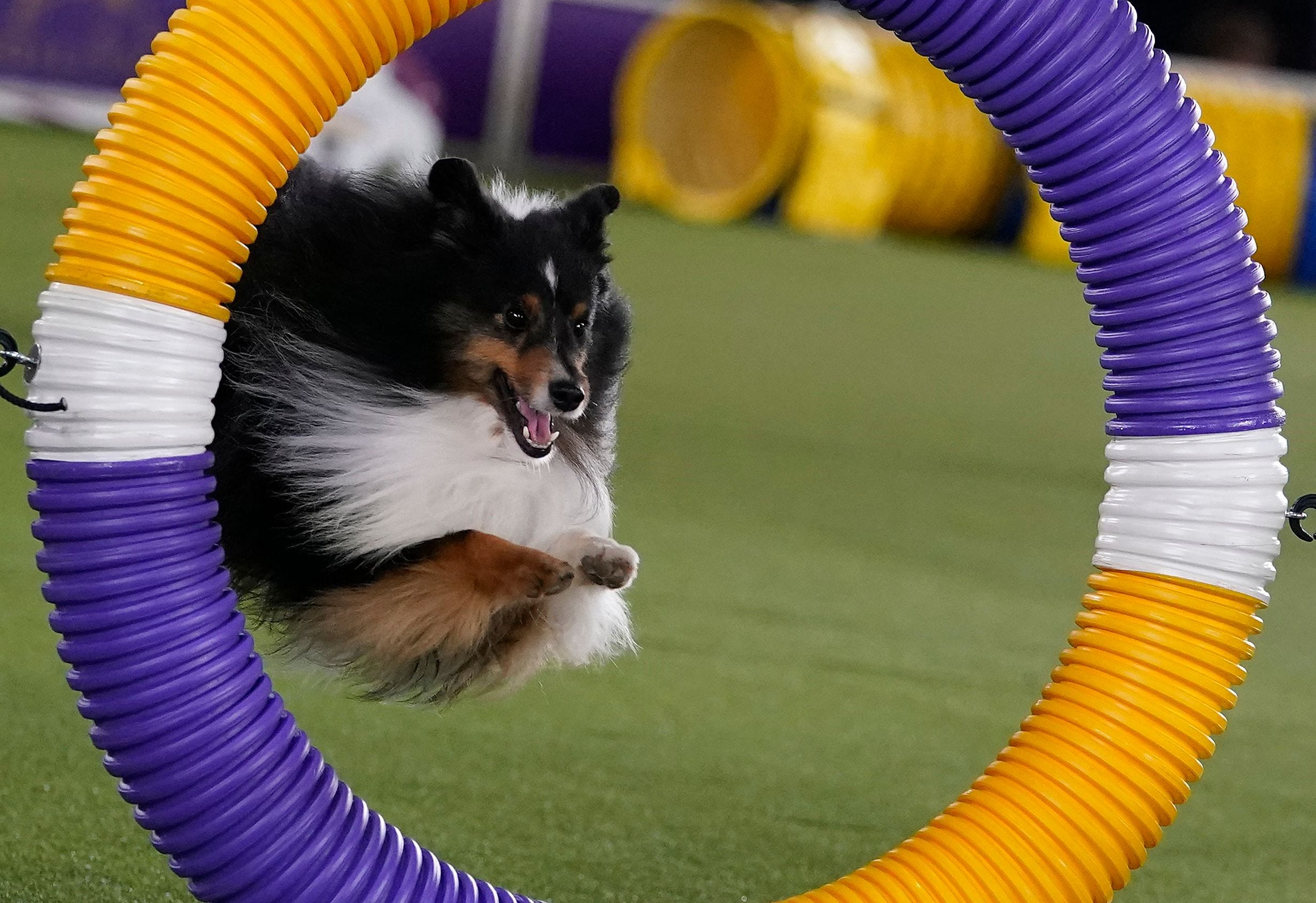 How Can I Watch The Westminster Dog Show