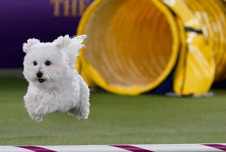 A dog competes in the 9th annual Masters Agility Championship during the 146th Westminster Kennel Club Dog Show at the Lyndhurst Mansion in Tarrytown, New York, on June 18, 2022. (Photo by TIMOTHY A. CLARY / AFP) (Photo by TIMOTHY A. CLARY/AFP via Getty Images) ORG XMIT: 0 ORIG FILE ID: AFP_32CQ7YJ.jpg