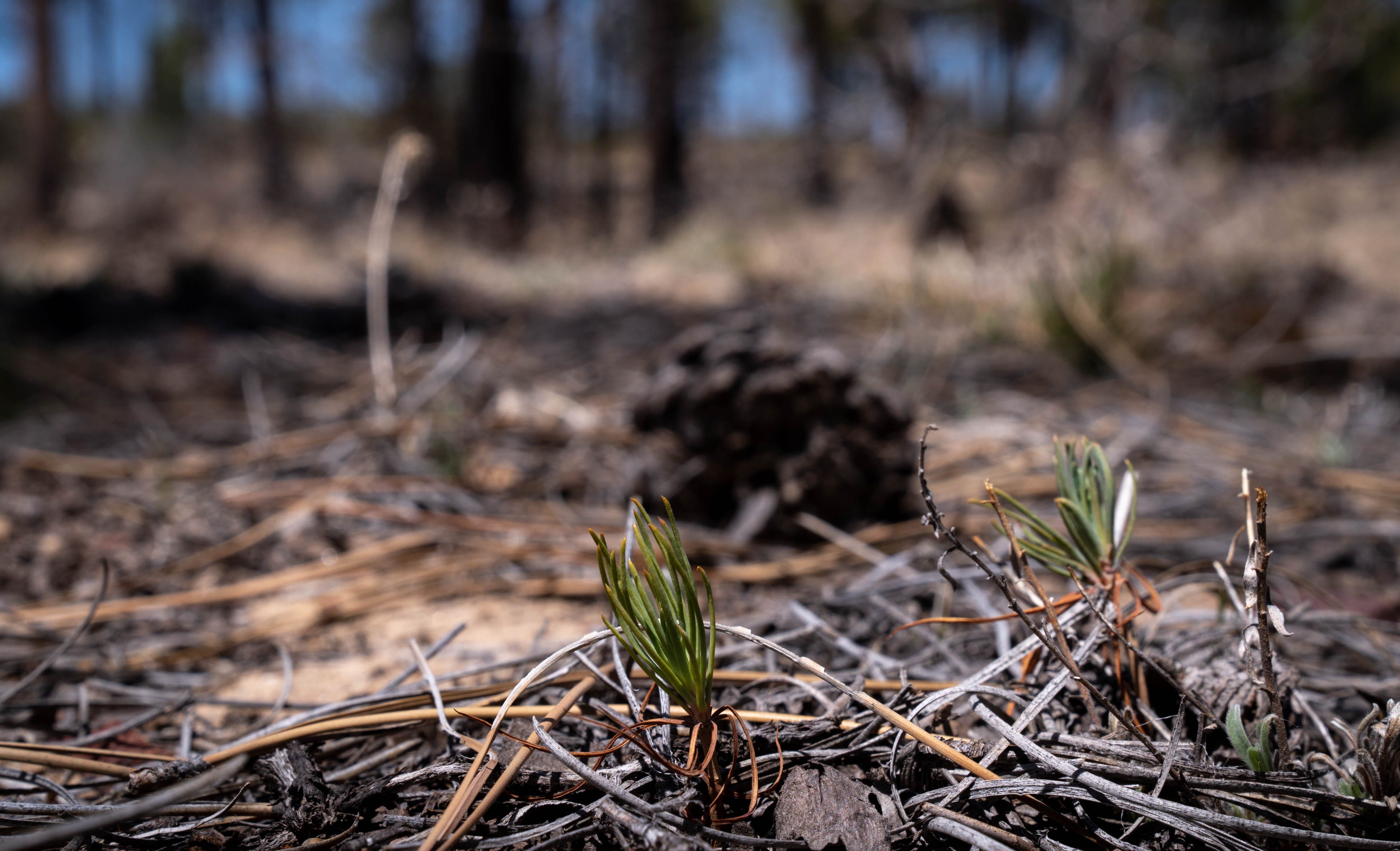 A ponderosa pine seedling sprouts in the Rodeo-Chediski Fire scar in the Apache-Sitgreaves National Forests near Overgaard on April 29, 2022.