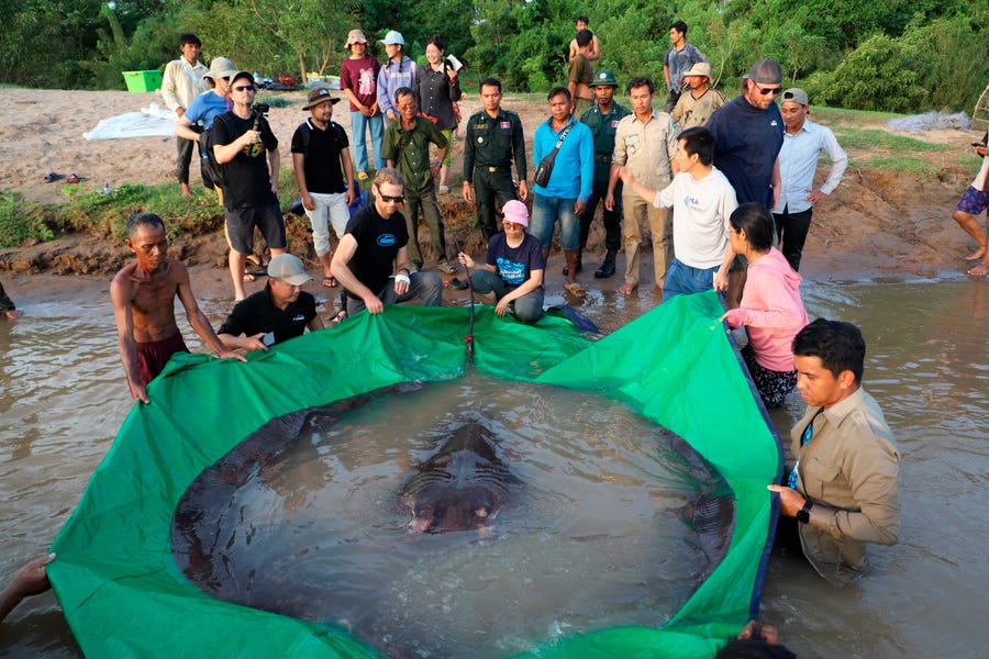 A team of scientists and researchers release a giant freshwater stingray back into the Mekong River.