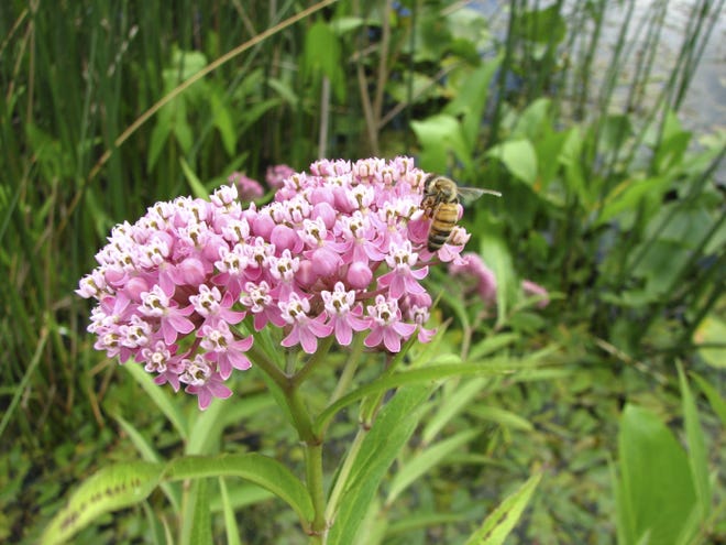 Swamp milkweed can help provided a habitat for beneficial insects.