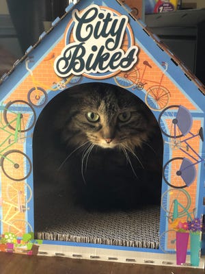Sophie, adopted 10 years ago from Standish Humane Society in Duxbury, enjoys spending time in her little kitty house.  Courtesy photo