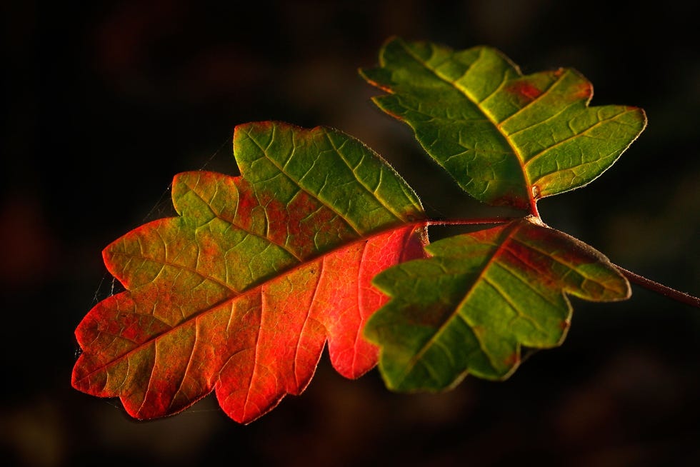 Poison oak leaves appear in vegetation in the San Gabriel Mountains of California on July 19, 2007 in the predominantly chaparral habitat of southern California.