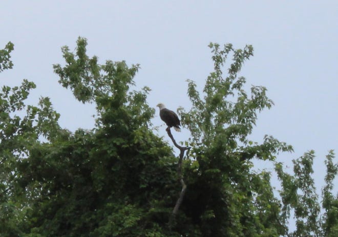 A bald eagle captured by a lens during Paddle Club RVA's pedal boat cruise on the James River in Richmond, Va.