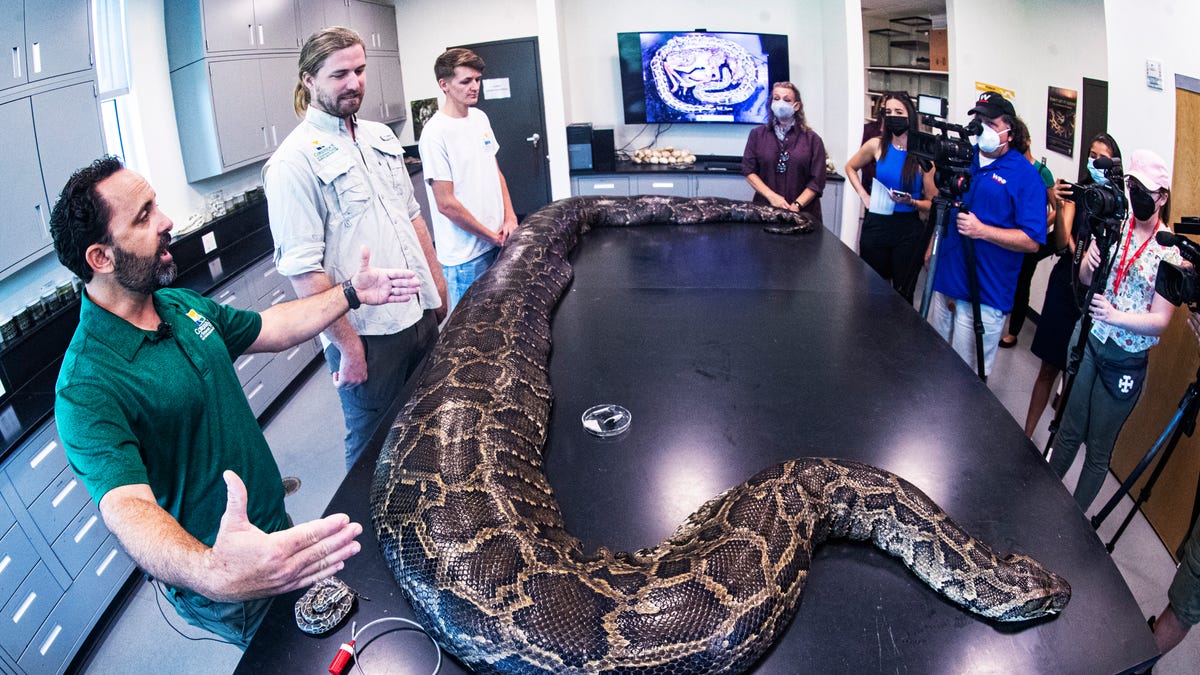 Largest Burmese python in Florida ever captured weighs 215 pounds