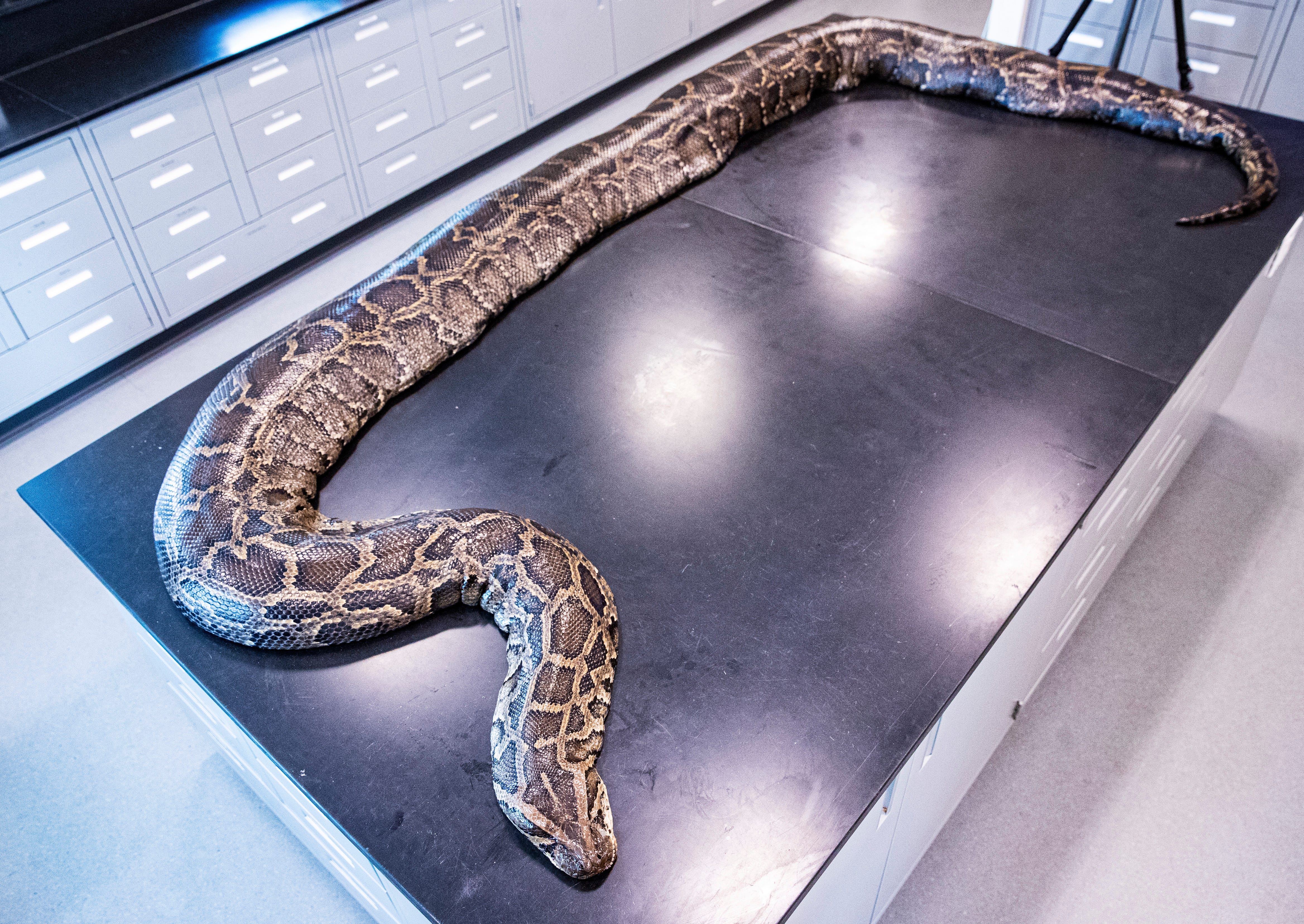 Record-breaking 18-foot Burmese python caught in Florida Everglades Record-breaking 18-foot Burmese python caught in Florida Everglades