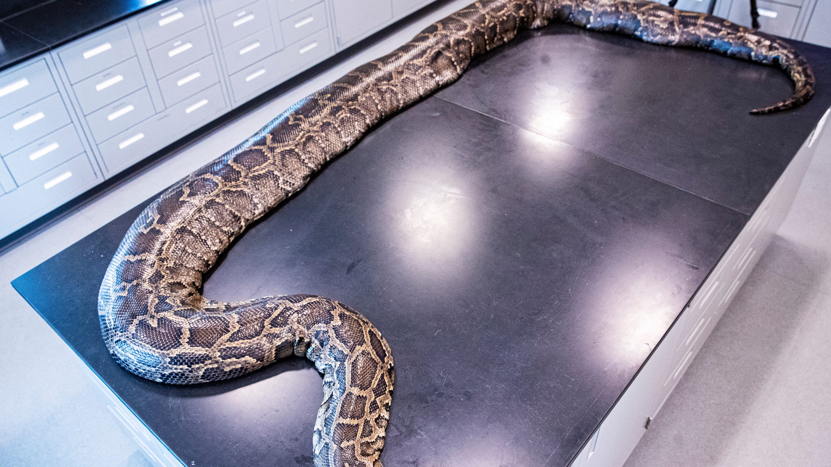 Florida Python Challenge 2022: Join the hunt for snakes in Everglades