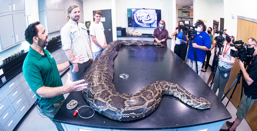 Ian Bartoszek, wildlife biologist and environmental science project manager for the Conservancy of Southwest Florida speaks with the media about how he and his team captured the largest invasive Burmese python to date in Florida. The female snake measured nearly 18 feet in length and weighed 215 pounds. It was captured through the Conservancy's research program, which uses radio transmitters implanted in male "scout" snakes. Scout snakes lead biologists to breeding aggregations and large,   reproductive females, allowing researchers to remove them from the wild.  With him are biologist, Ian Easterling and intern, Kyle Findley.