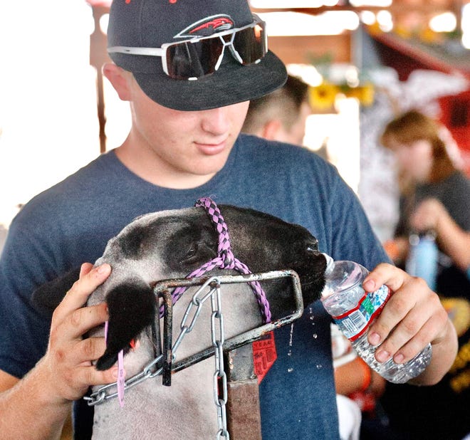 Ty Cooke gives a drink of water to Nut at the Shasta District Fair on Wednesday, June 22, 2022. Nut was raised by Macey Bunn of the Foothill FFA and has been judged as one of the top sheep at this year's fair.