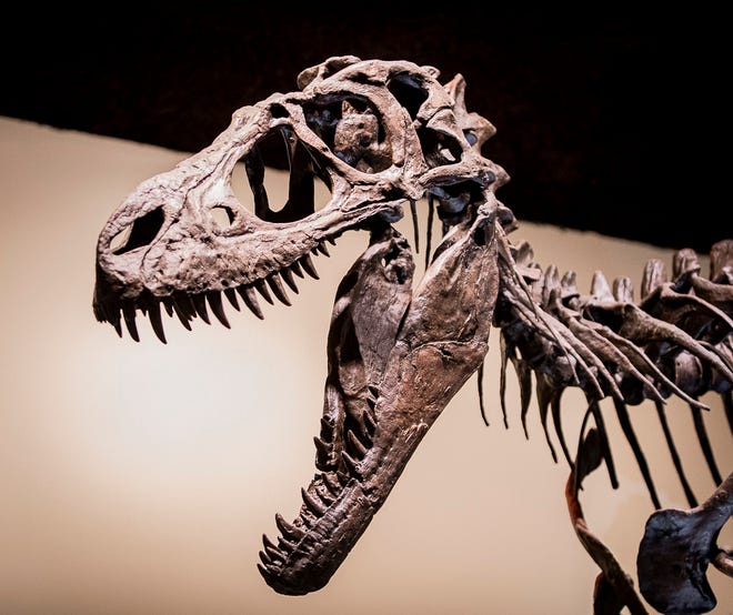 The Theropod dinosaur Dryptosaurus (Dryptosaurus aquilunguis) is selected as Delaware's state dinosaur by students at Shue-Medill School, Wednesday, June 22, 2022 at the Delaware Museum of Nature & Science.