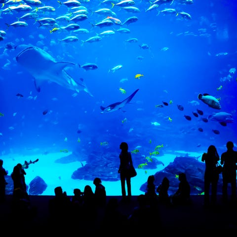People looking at fishes in biggest aquarium in th