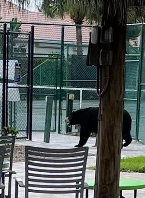 A bear walks around The Club at The Strand in Naples, Fla.
