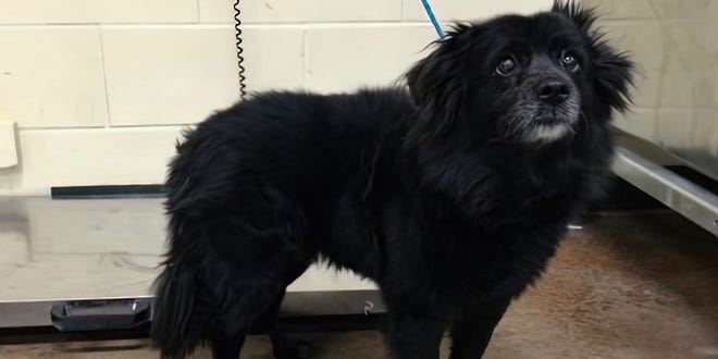 The dog, an 8-year-old Pomeranian mix, had reportedly been left unattended in a car for at least 45 minutes on a 102-degree day.