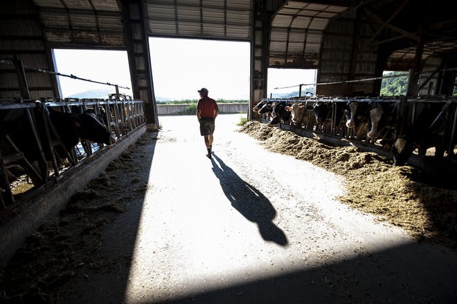 Mitch Breunig walks around his dairy farm, Mystic Valley Dairy, on Friday, July 24, 2020, near Sauk City.