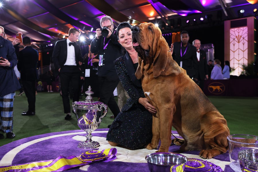 *** BESTPIX *** TARRYTOWN, NEW YORK - JUNE 22: Heather Buehner and Trumpet the Bloodhound sit in the winners circle after winning Best in Show at the annual Westminster Kennel Club dog show at the Lyndhurst Estate on June 21, 2022 in Tarrytown, New York. The 146th Annual Westminster Kennel Club Dog show will feature over 3,500 dogs with over 200 breeds competing in three different competitions. The Best in Show dog was at announced at the conclusion of the event on Wednesday night. (Photo by Michael M.   Santiago/Getty Images) ORG XMIT: 775811090 ORIG FILE ID: 1404577134
