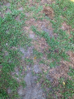 Patchy St. Augustine turfgrass after doveweed dies off.