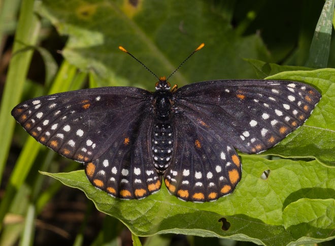 A Baltimore checkerspot basks on a cool sunny morning in Coshocton County.