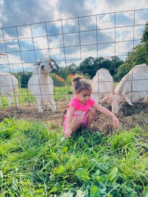 RUTLAND - One of Rachel Simoncini's daughters hangs out with the goats at East View Farm, home to Simoncini's The Spotted Cow cafe.