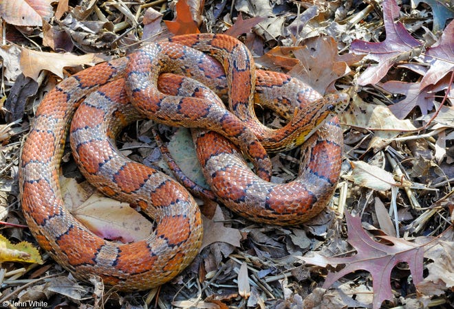 Red cornsnake.