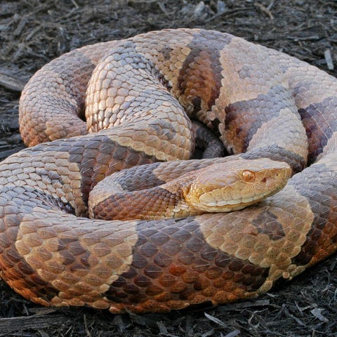 An eastern copperhead.