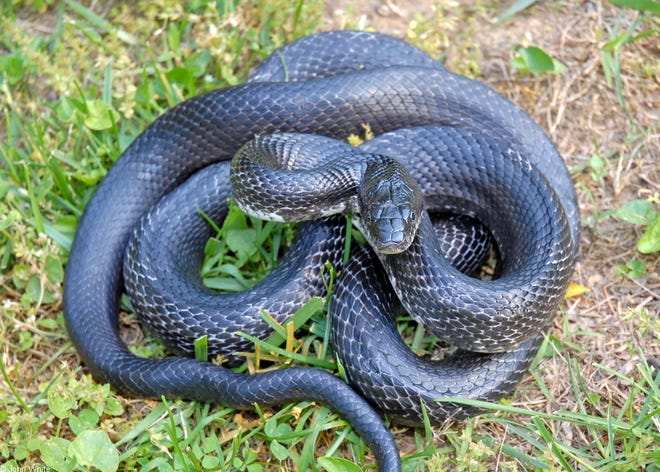 Black rat snake.