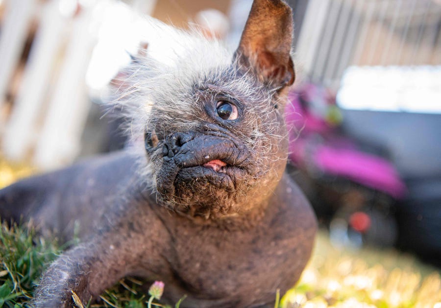 Mr. Happy Face rests before the start of the World's Ugliest Dog Competition in Petaluma, California on June 24, 2022. - Mr. Happy Face, a 17-year-old Chinese Crested, saved from a hoarder's house, won the competition taking home the $1500 prize.